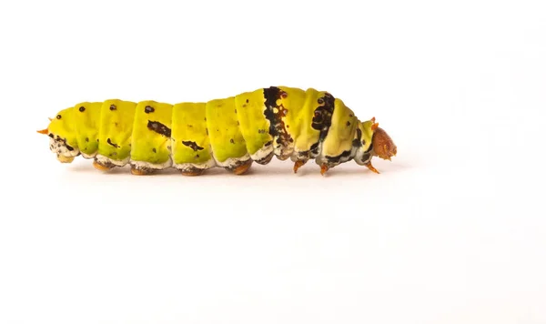 Kireç Catepillar Kelebek bir stüdyoda beyaz bir arka plan üzerinde vuruldu