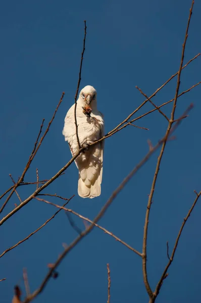 Melbourne'de ölü bir ağaçta bulunan beyaz sülfür tepeli kakadu