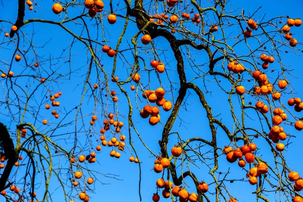 Kahler Baum mit orangefarbenen Früchten vor blauem Himmel — Stockfoto