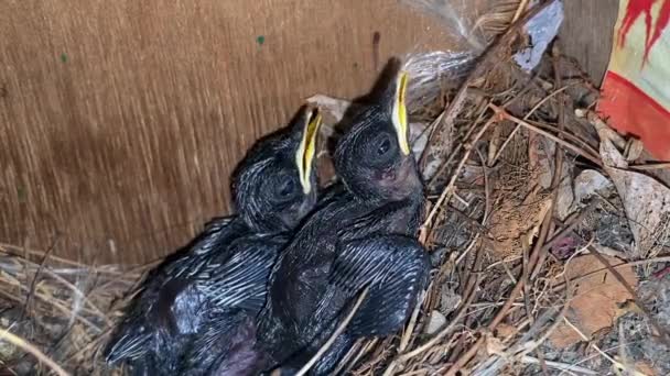 Bébés oiseaux attendant dans le nid avec la bouche ouverte — Video