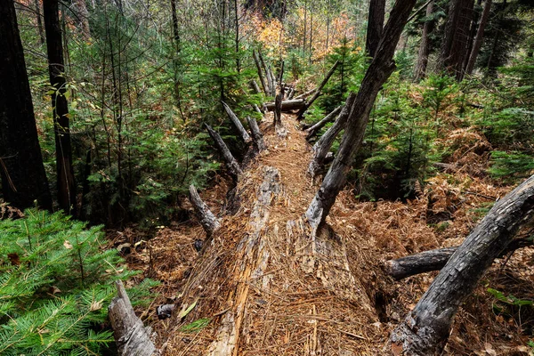 Çürüyen ağaç gövdesi. Yaşlı kütük, ormandaki yosunlarla kaplı..