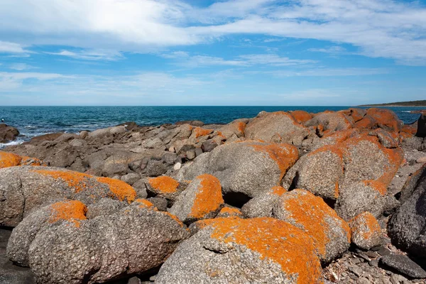 Lincoln Avustralya Limanı 'ndaki granit kayalar turuncu liken ile kaplıydı..