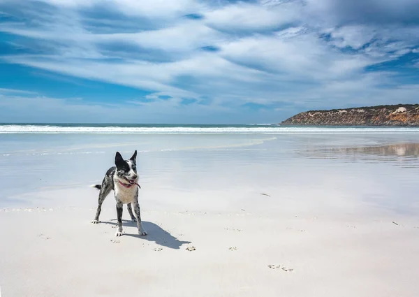 Retrato de un perro solo en una playa en Australia — Foto de Stock