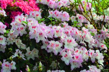 Beyaz açık pembe açelya çiçekleri. Rhododendron yatay yakın görüntü. Küçük bahçede pembe açelya çiçekleri.
