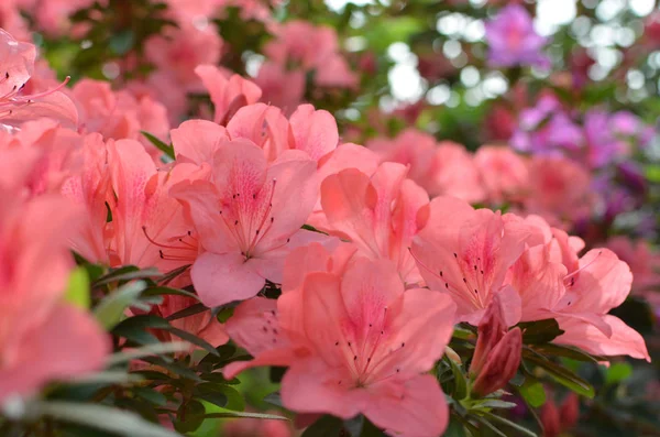 Coral Pink Azalea Flowers Coral Pink Azalea Flowers Garden — Stock Photo, Image