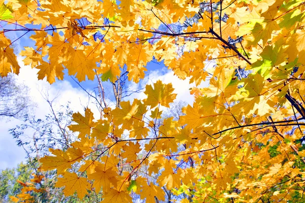 Осенние Листья Солнечным Голубым Небом — стоковое фото