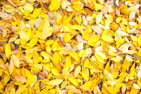 Осенние Листья Фона Цветная Осень — стоковое фото