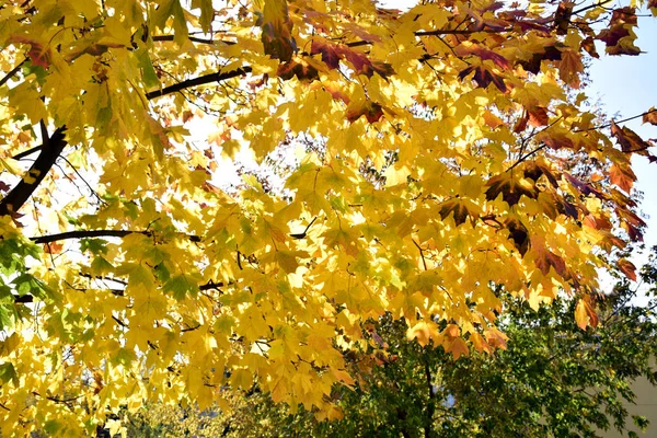 Осенние Листья Над Головой Над Небом — стоковое фото