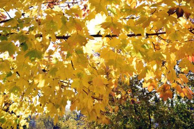 güneşli mavi gökyüzü altında sonbahar yaprakları