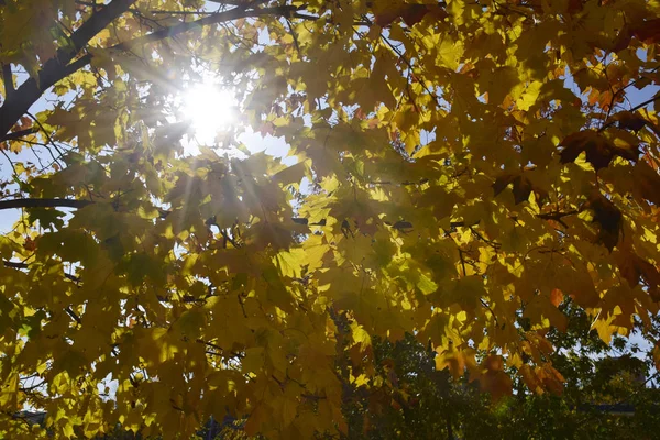 Осенние Листья Солнечным Голубым Небом — стоковое фото