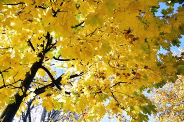 Sonbahar yaprakları gökyüzüne karşı. Renkli bir sonbahar. Sonbahar mevsiminde manzara. Sonbahar yaprakları arka plan.