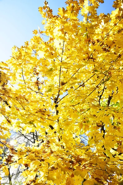 Осенние Листья Над Головой Над Небом Красочная Осень Пейзаж Осенний — стоковое фото
