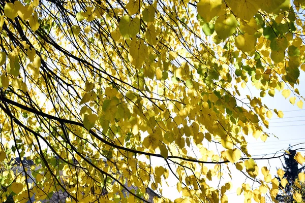 Autumn Leaves Overhead Sky Colorful Autumn Landscape Autumn Season Autumn — Stock Photo, Image