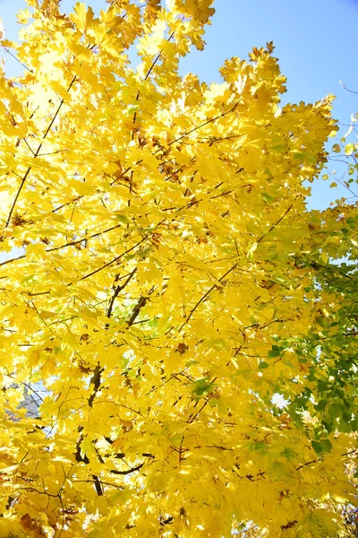 Осенние Листья Над Головой Над Небом Красочная Осень Пейзаж Осенний — стоковое фото