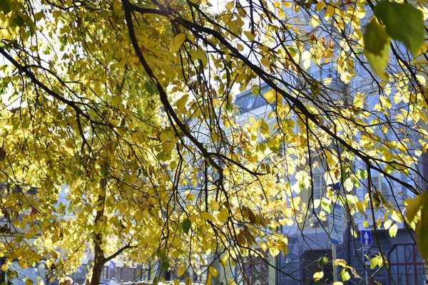 Городская Улица Осенью Машины Припаркованные Дороге Разноцветными Ветвями Деревьев Желтыми — стоковое фото