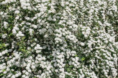 Çiçeklerin açtığı bahar beyaz arka planı
