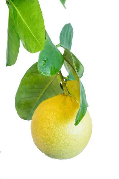 Egy Világos Sárga Citrom Gyümölcs Lóg Egy Faágon Levelek Elszigetelt — Stock Fotó