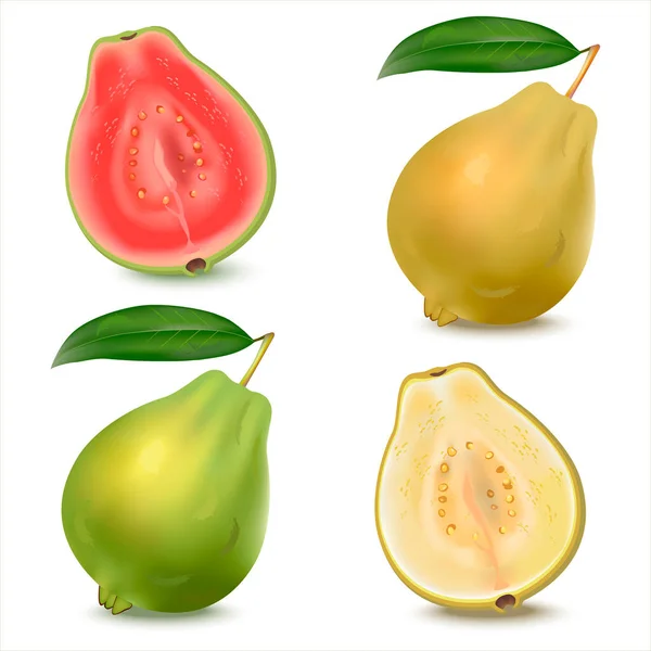 Sarı ve yeşil guava 'nın gerçekçi bir çizimi. Yapraklı taze guava ve beyaz arka planda yarım guava. Psidyum guajava.