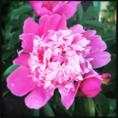 Çiçek bahçesi resim simgesi pic arka plan hikayeleri minyatür şablon vurgular