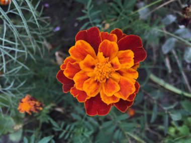 Çiçek bahçesi resim simgesi pic arka plan hikayeleri minyatür şablon vurgular