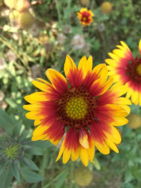 Çiçek bahçesi resim simgesi pic arka plan hikayeleri minyatür şablon vurgular