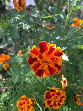 Çiçek bahçesi resim simgesi pic arka plan hikayeleri minyatür şablon vurgular