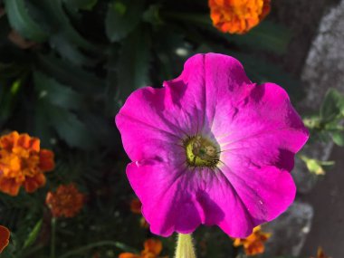 Çiçek bahçesi resim simgesi pic arka plan hikayeleri minyatür şablon vurgular