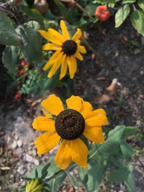 Çiçek bahçesi resim simgesi pic arka plan hikayeleri minyatür şablon vurgular