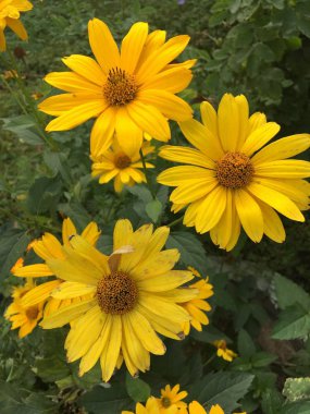 Çiçek bahçesi resim simgesi pic arka plan hikayeleri minyatür şablon vurgular