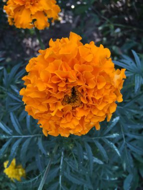 Çiçek bahçesi resim simgesi pic arka plan hikayeleri minyatür şablon vurgular