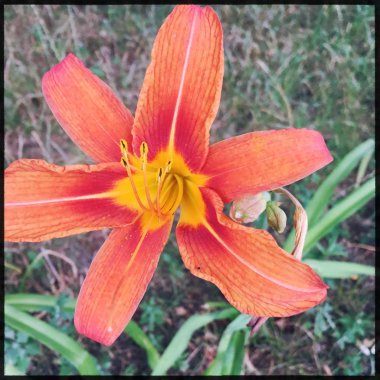 Çiçek bahçesi resim simgesi pic arka plan hikayeleri minyatür şablon vurgular