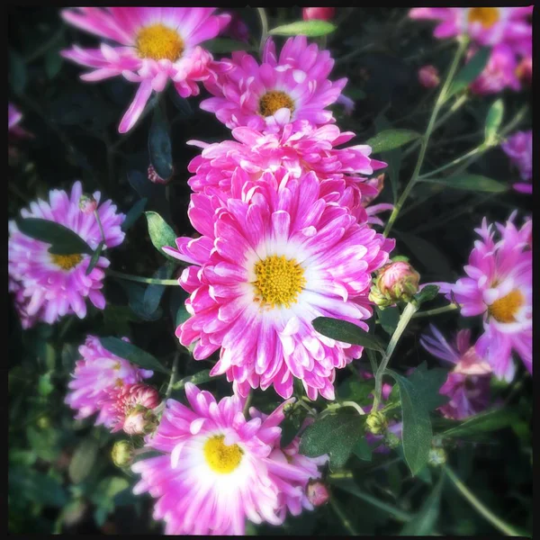 Blumen Garten Bild Ikone Pic Hintergrund Geschichten Unterstreicht Miniatur Vorlage — Stockfoto