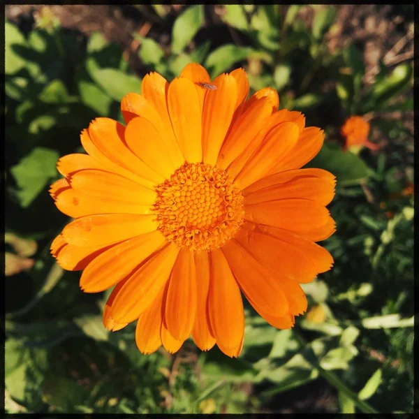 Kwiat Ogród Obraz Ikona Obraz Tła Opowieści Podkreśla Miniaturowy Szablon — Zdjęcie stockowe