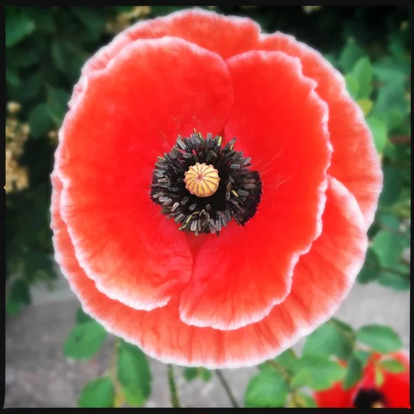 Blomma Trädgård Bildikonen Pic Bakgrund Berättelser Belyser Miniatyr Mall — Stockfoto