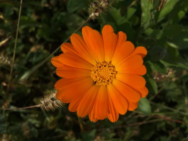 Blomma Trädgård Bildikonen Pic Bakgrund Berättelser Belyser Miniatyr Mall — Stockfoto