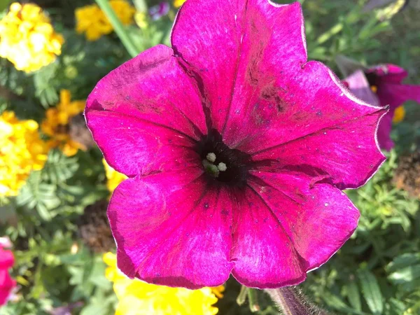 Λουλούδι Κήπο Είδωλο Εικόνα Φόντο Ιστορίες Επισημαίνει Μινιατούρα Πρότυπο — Φωτογραφία Αρχείου
