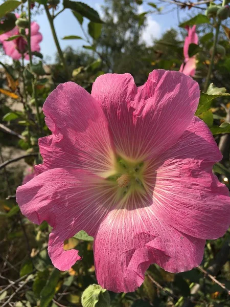 Λουλούδι Κήπο Είδωλο Εικόνα Φόντο Ιστορίες Επισημαίνει Μινιατούρα Πρότυπο — Φωτογραφία Αρχείου