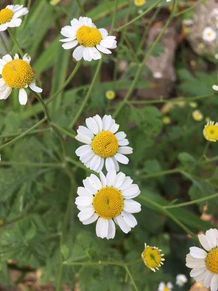 Blomma Trädgård Bildikonen Pic Bakgrund Berättelser Belyser Miniatyr Mall — Stockfoto