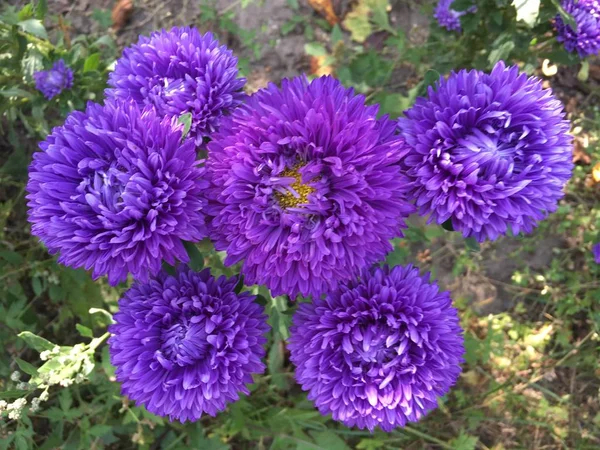 Blumen Garten Bild Ikone Pic Hintergrund Geschichten Unterstreicht Miniatur Vorlage — Stockfoto