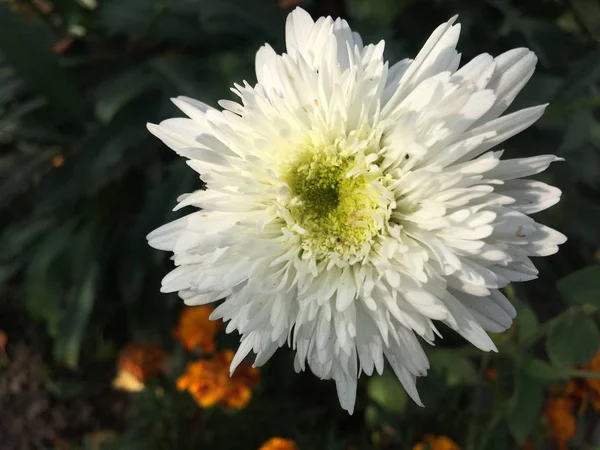 Blumen Garten Bild Ikone Pic Hintergrund Geschichten Unterstreicht Miniatur Vorlage — Stockfoto