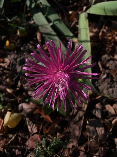 Flor Jardín Imagen Icono Pic Fondo Historias Destaca Plantilla Miniatura — Foto de Stock