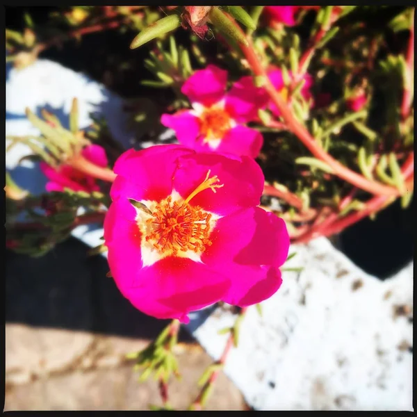 Blumen Garten Bild Ikone Pic Hintergrund Geschichten Unterstreicht Miniatur Vorlage — Stockfoto