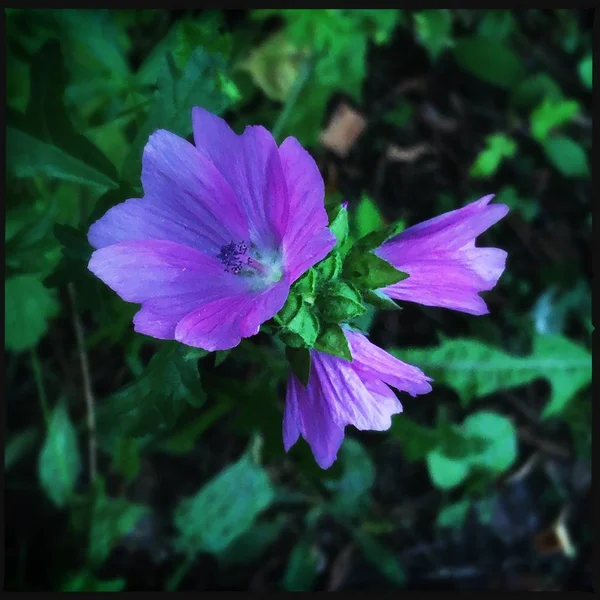 Fleur Jardin Image Icône Pic Fond Histoires Faits Saillants Miniature — Photo