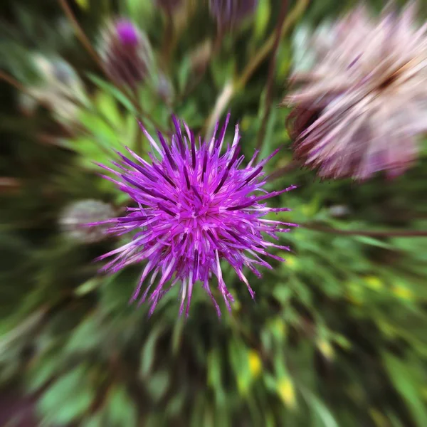 Kwiat Ogród Obraz Ikona Obraz Tła Opowieści Podkreśla Miniaturowy Szablon — Zdjęcie stockowe