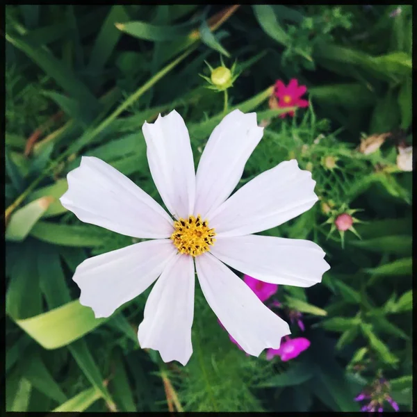 Blomma Trädgård Bildikonen Pic Bakgrund Berättelser Belyser Miniatyr Mall — Stockfoto