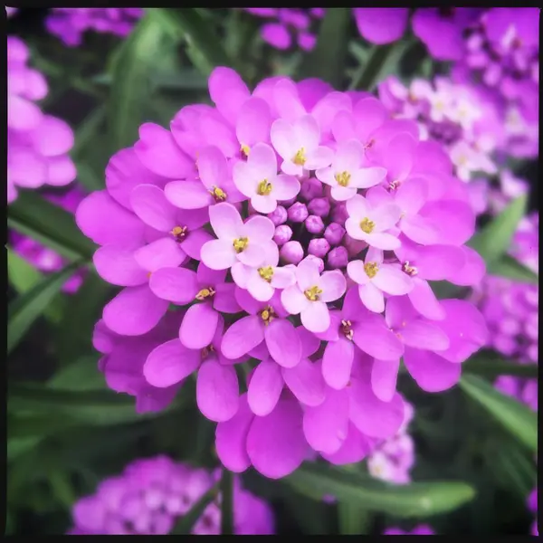 Blumen Garten Bild Ikone Pic Hintergrund Geschichten Unterstreicht Miniatur Vorlage — Stockfoto