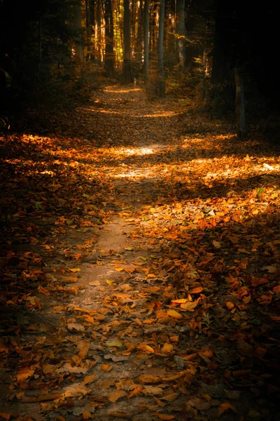 Autumn Landscape Forest Trail Fallen Yellow Leaves — Stock fotografie