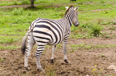 Çimlerin üzerinde yeşil zebra, doğadaki Cabarceno Gölü 'nün yanında (İspanya))