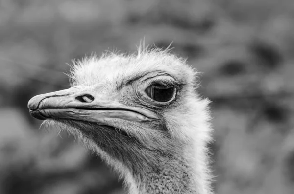 Ostrich bird head and neck front portrait in the parks Cabarceno (Spain)
