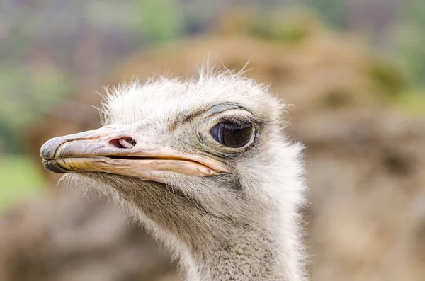 Ostrich Bird Head Neck Front Portrait Parks Cabarceno Ισπανία — Φωτογραφία Αρχείου